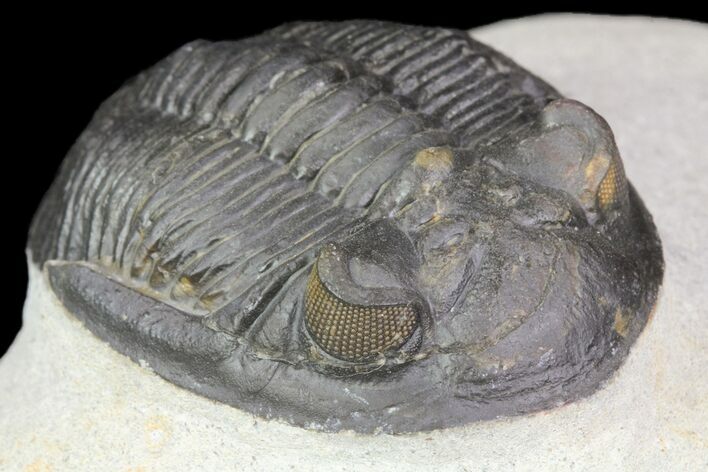 Detailed Hollardops Trilobite - Excellent Eyes #75472